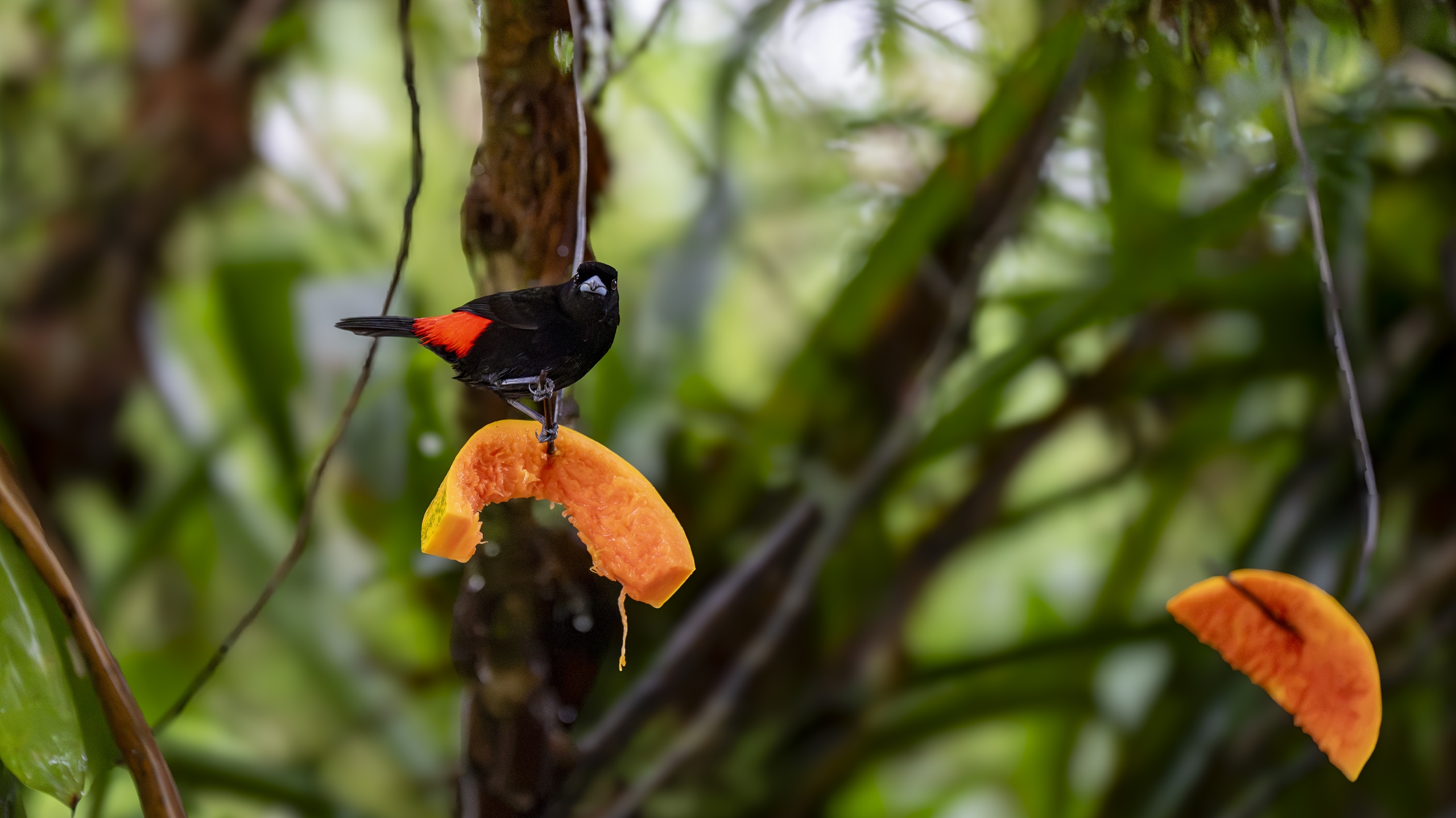 Kirsch- oder Cherrietangare - Ramphocelus passerinii costaricensis - Scarlet-rumped Tanager (costaricensis) - Tangara Costarricense